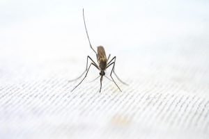 Unusual-Resurgence-Of-Malaria-Detected-Within-US-Borders