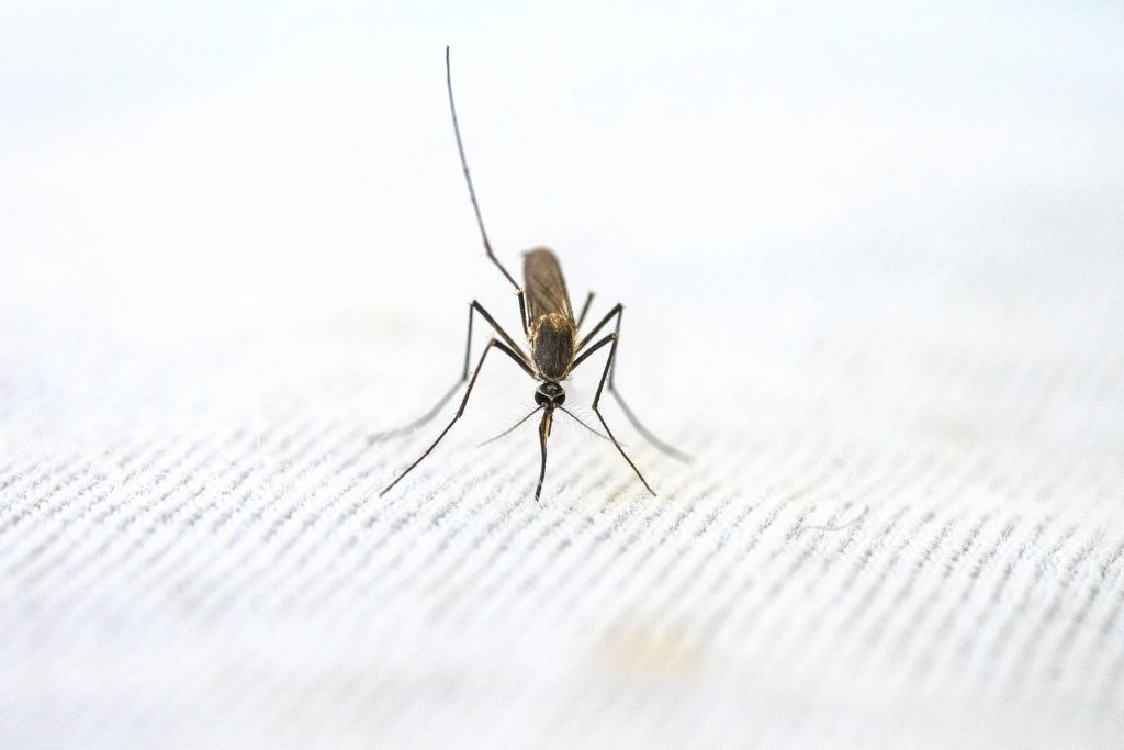 Unusual resurgence of malaria detected within US borders