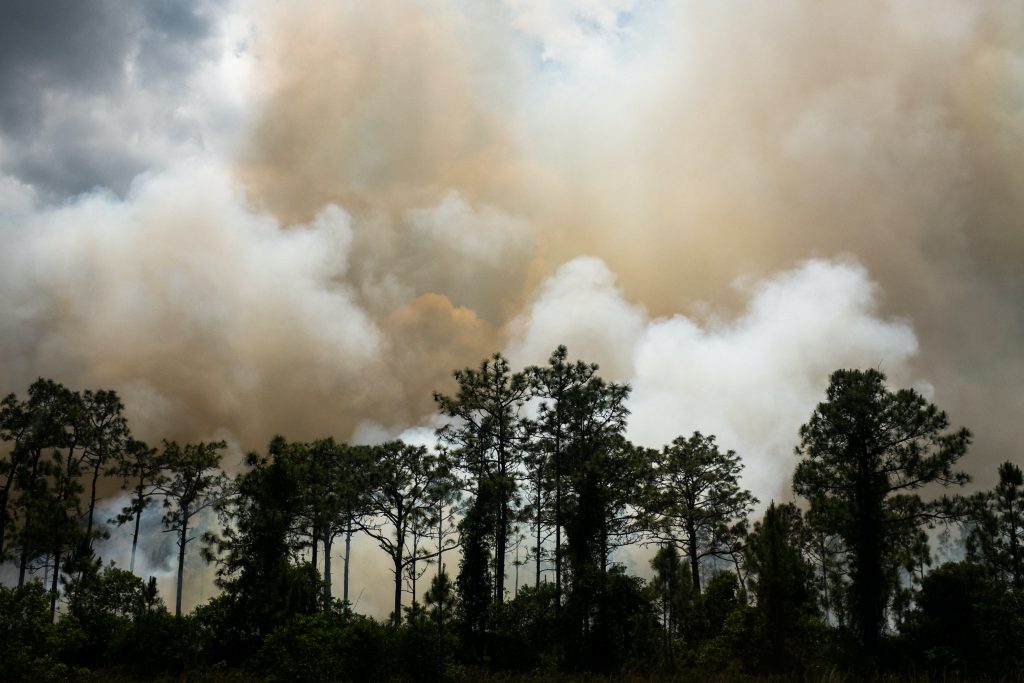 New Mexico Wildfire Traced to Forest Service Burn