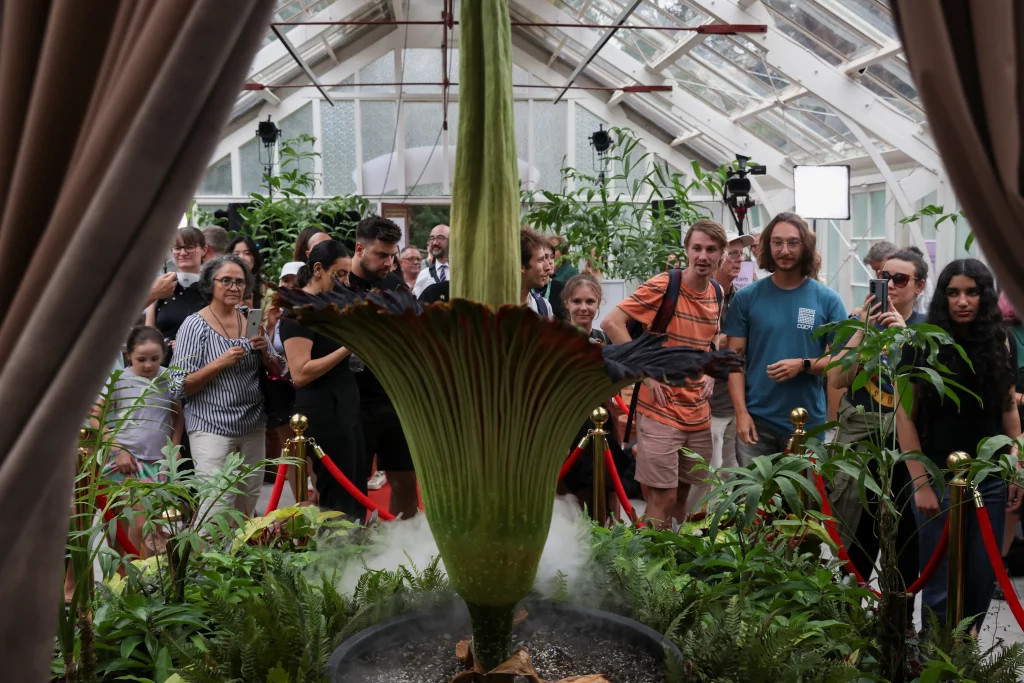 Rare Corpse Flower Bloom Draws Massive Crowds—Despite Its Awful Odor!