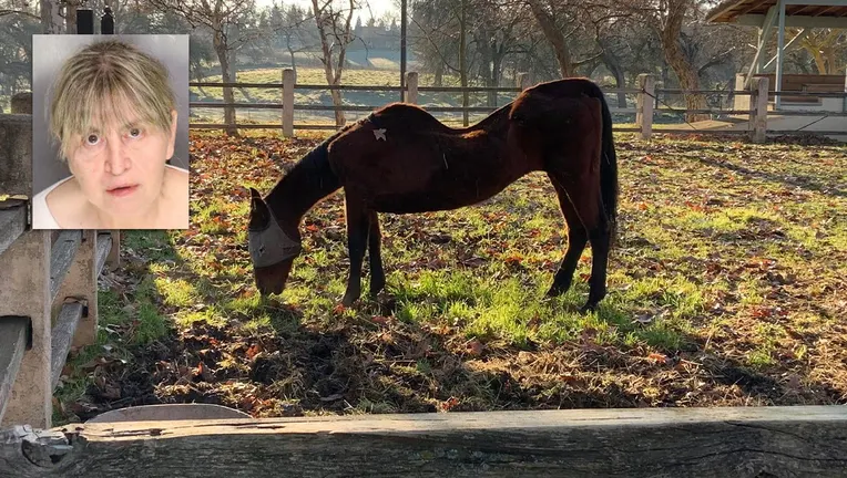 Unbelievable: Woman Arrested After Authorities Find Dozens of Dead Horses!