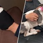 ‘Please don’t shoot my dog’: Woman and pitbull recover from being shot during dog fight