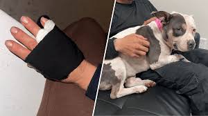 ‘Please don’t shoot my dog’: Woman and pitbull recover from being shot during dog fight