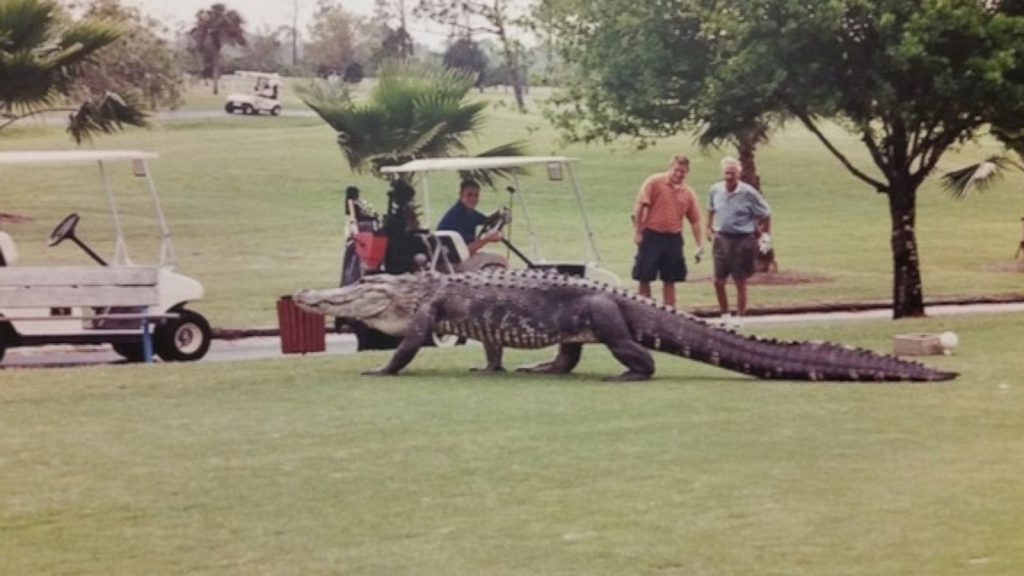 Nature Strikes Back! Miami Golfers Shocked by a Crocodile on the Fairways – Must-See!