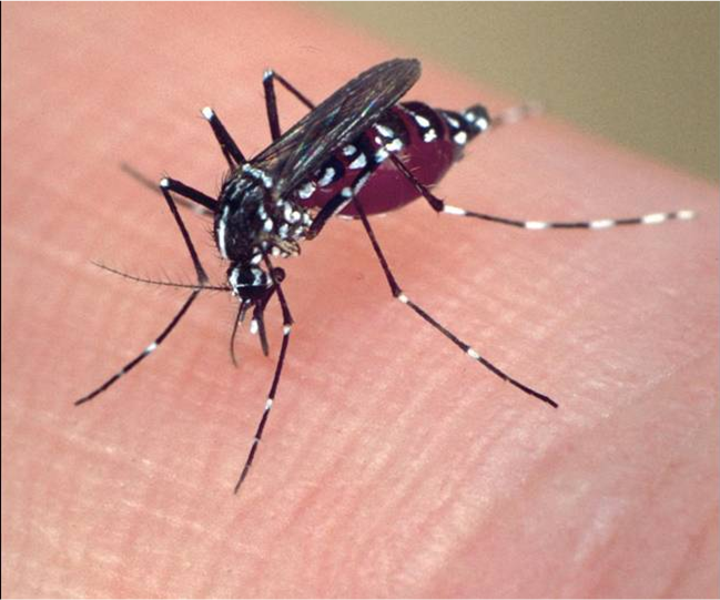 Don’t Get Bitten! Discover the Urgent Mosquito Control Efforts Sweeping the Bay Area!