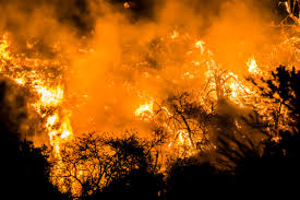South Carolina Wildfires: Thousands Flee as Flames Rage On