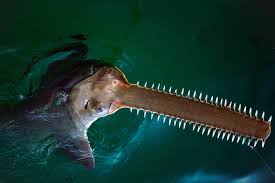 Ancient Sawfish Are Dying in Florida—And Scientists Don’t Know Why!