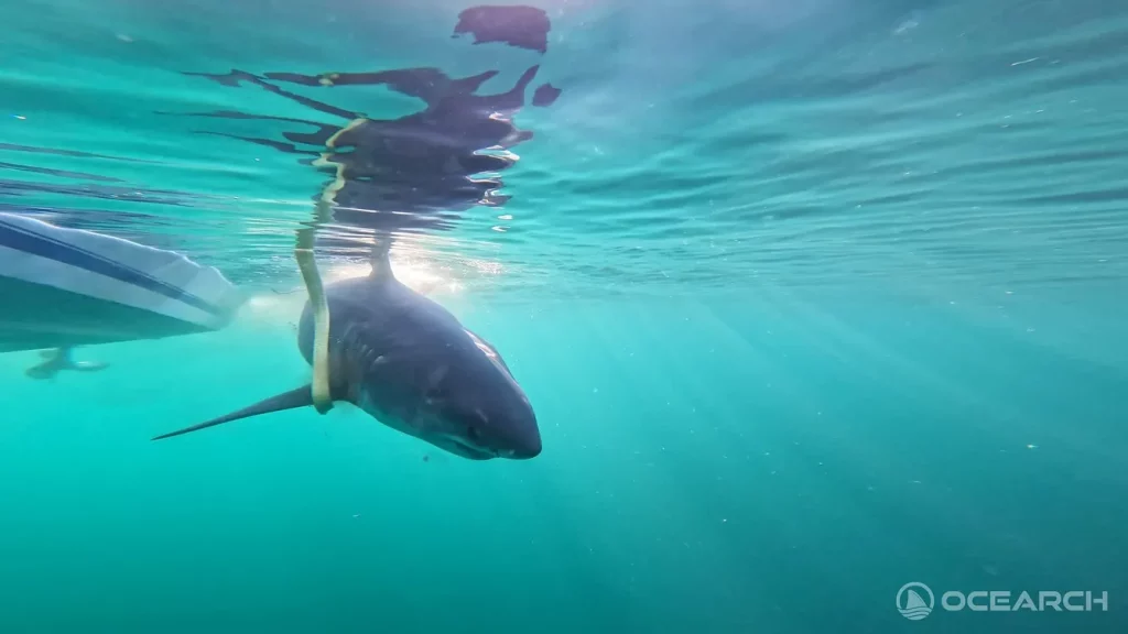 Is Your Beach Safe? Discover How Great White Sharks Are Being Tracked in Real Time Along the Space Coast!