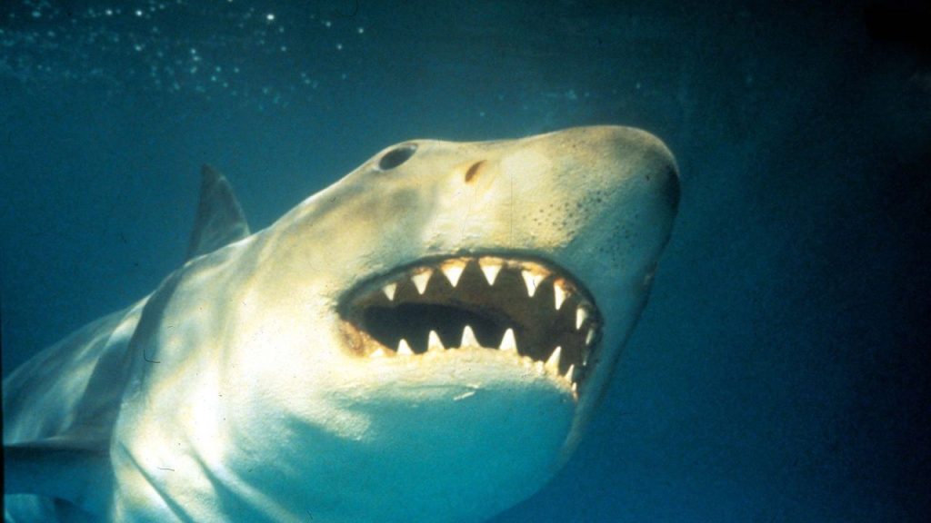 Girl Screams for Help as Shark Bites Her Leg at South Carolina Beach — Panic Spreads After Second Attack in Days