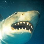 Girl Screams for Help as Shark Bites Her Leg at South Carolina Beach — Panic Spreads After Second Attack in Days