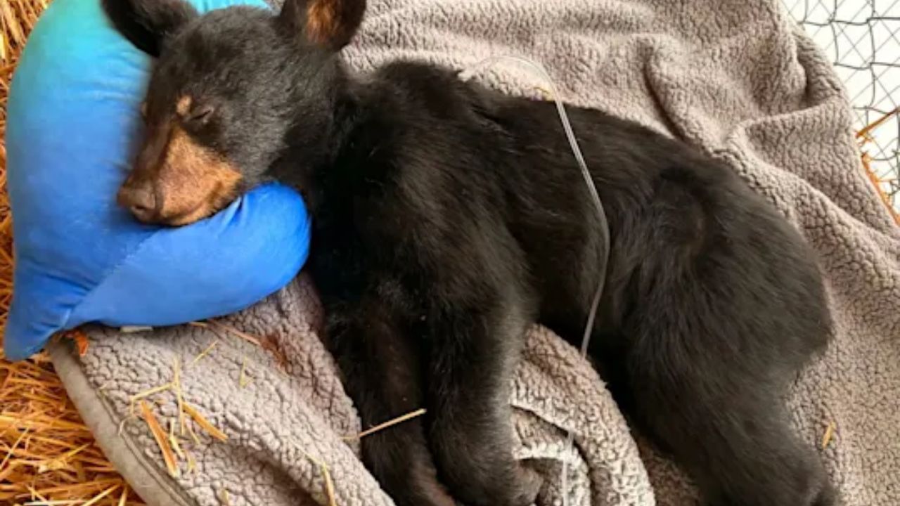 A bear cub was found unconscious on the side of the road — here is how she is doing now