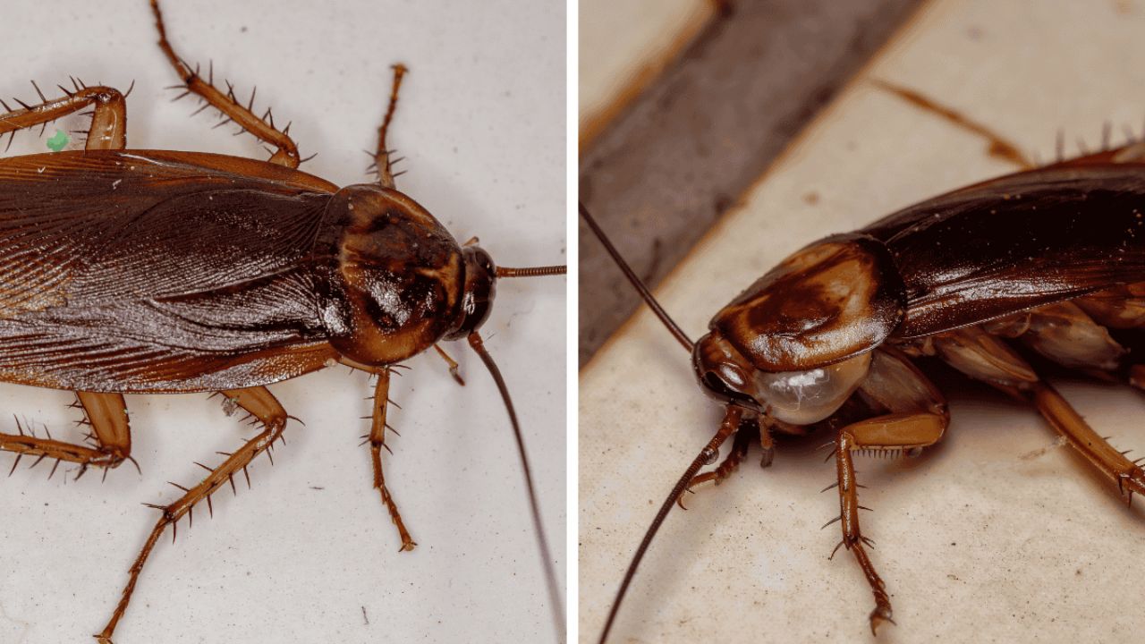 Bed Bug Crisis Forces Five California Cities Into Emergency Action as Infestations Spread Across Dense Neighborhoods