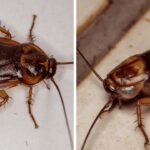 California Officials Sound Alarm as 5 Major Cities Battle Growing Bed Bug Crisis